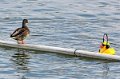 Maschsee13   689